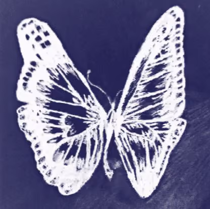 Butterfly #1