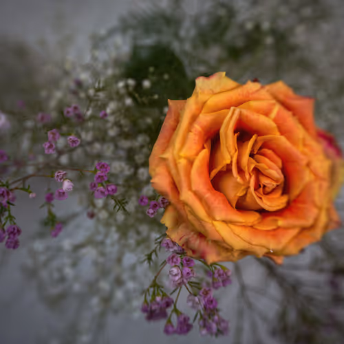 Radiant Harmony.