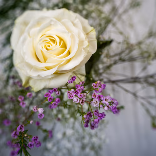 Weiße Rose: Licht der Reinheit und Hoffnung. Белая Роза: Свет Чистоты и Надежды. White Rose: Light of Purity and Hope.