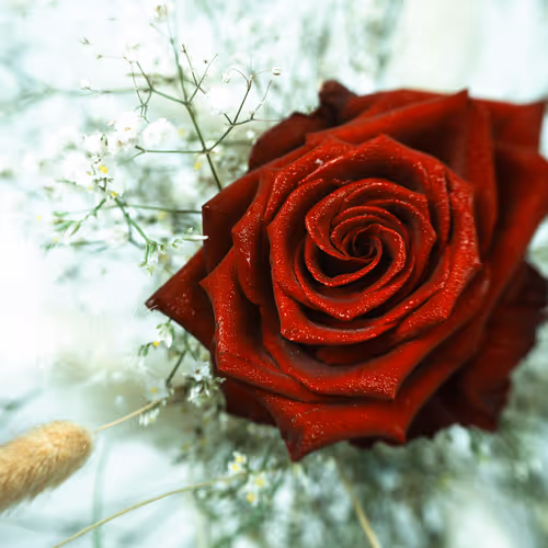 Scharlachrote Blüte. ✨🌹 Алая Цветущая. ✨🌹 Scarlet Blossom. ✨🌹