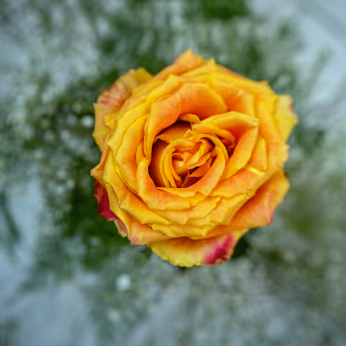 Golden Bloom.
