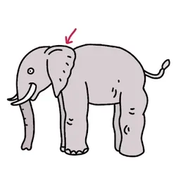 Textbook Illustrations