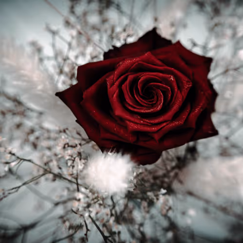 Schwarze Rose: Symbol der Wiedergeburt. Чёрная Роза: Символ Возрождения. Black Rose: Symbol of Rebirth.