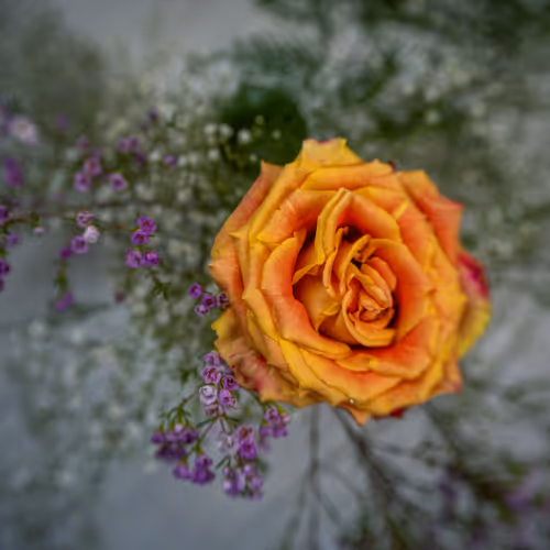 Golden Ember Bloom.