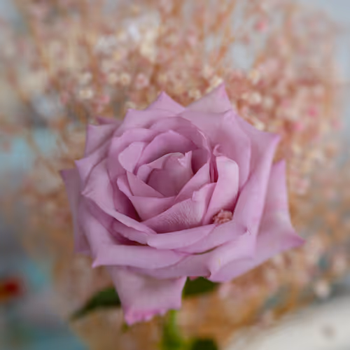 Mystery of Tenderness.