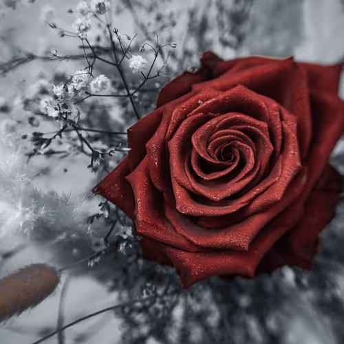 Eternal Scarlet: The Timeless Bloom of Passion.