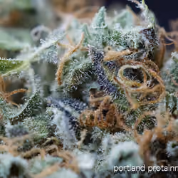 Sticky Papaya #9 by Pruf Cultivar