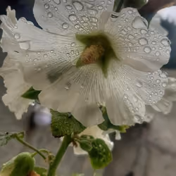 flower rain