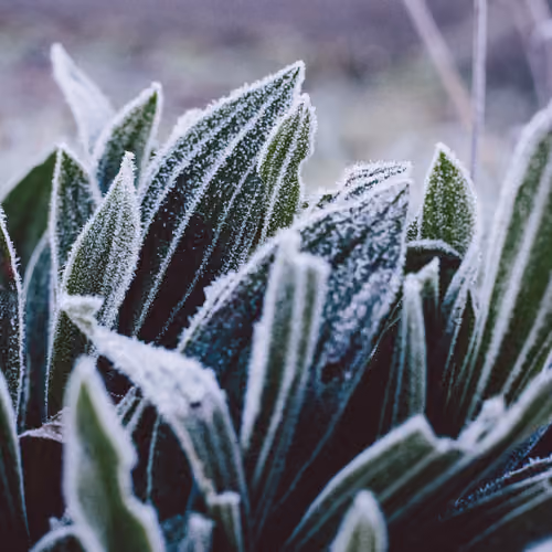 frost with colors