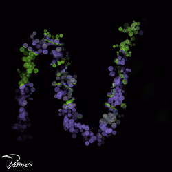 Squiggles by Damers #1721