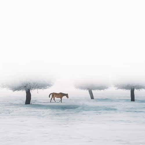 Fog and Loneliness