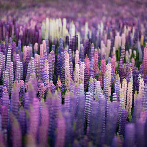 New Zealand Landscapes V2