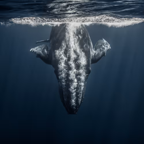 Whales for The People