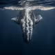 Whales for The People