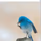beautiful blue bird