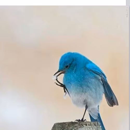 beautiful blue bird
