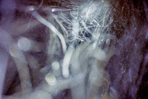 Item #20 Media