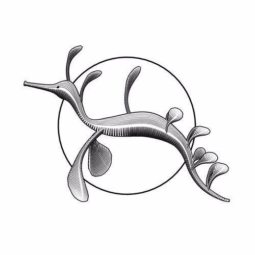 FraktalNFTArt Blocks