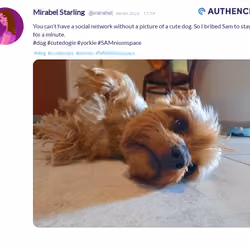 Authencity publication by Mirabel Starling (@mirabel)