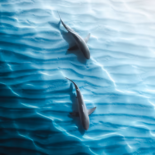 Ocean Generated