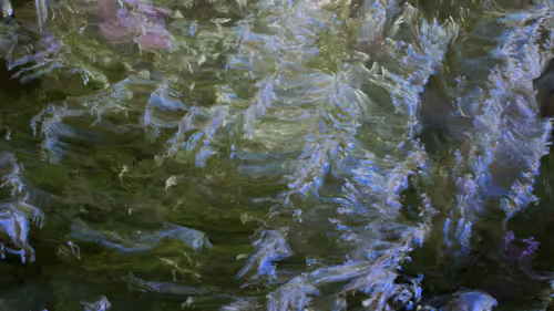 Item #31000001 Media