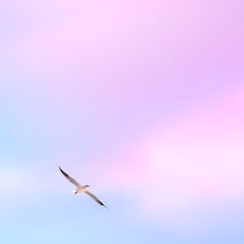 Serene Sky: A Seagull's Flight