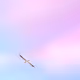 Serene Sky: A Seagull's Flight