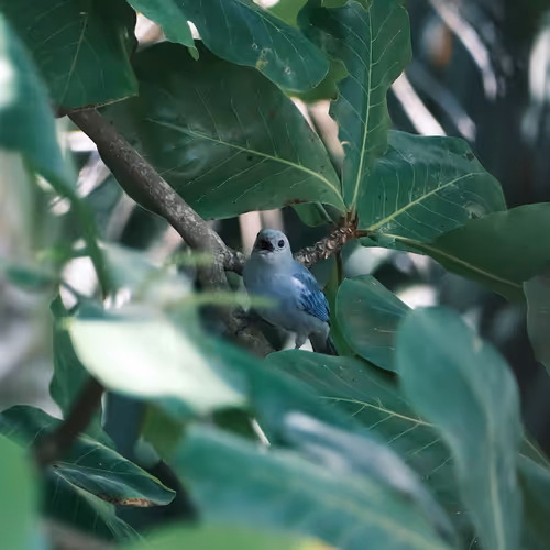 Blauwtjie