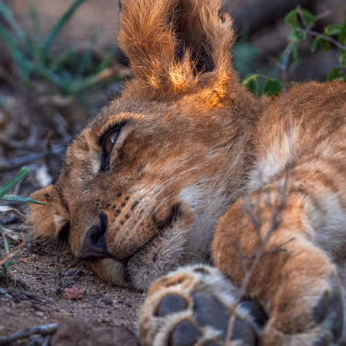 Wild Cards Collection