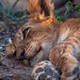 Wild Cards Collection