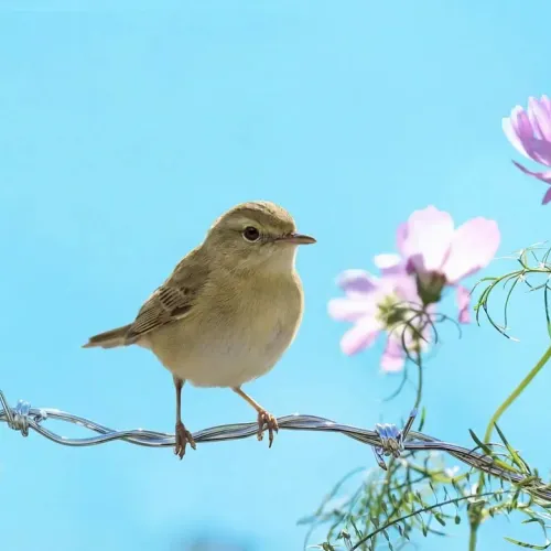 Birds Observations