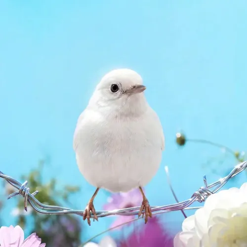 Birds Observations