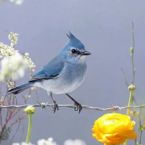 Birds Observations