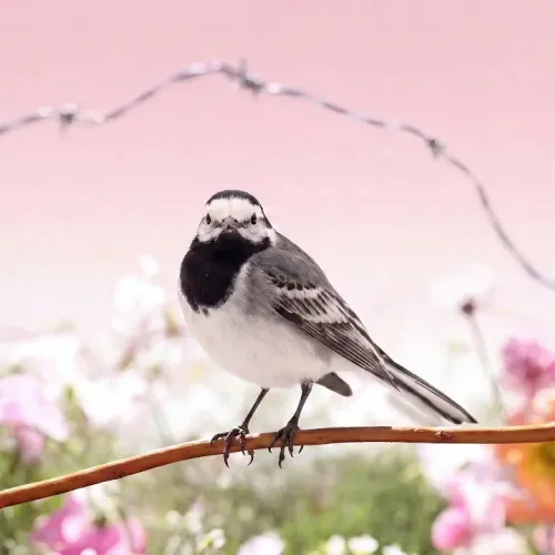 Birds Observations