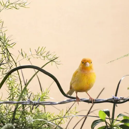 Birds Observations