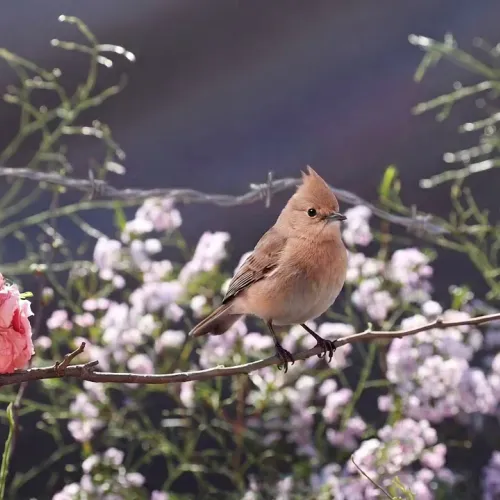 Birds Observations