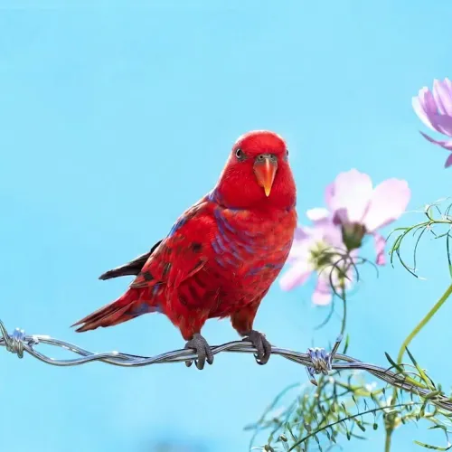 Birds Observations