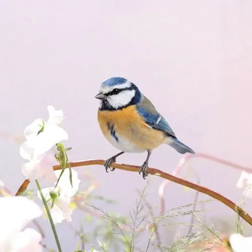 Birds Observations