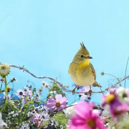 Birds Observations