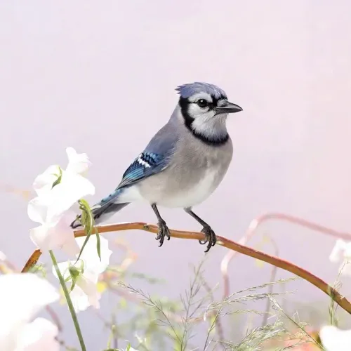 Birds Observations