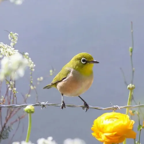 Birds Observations