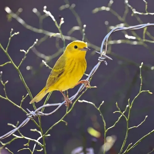 Birds Observations