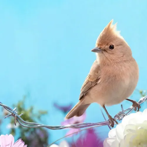 Birds Observations