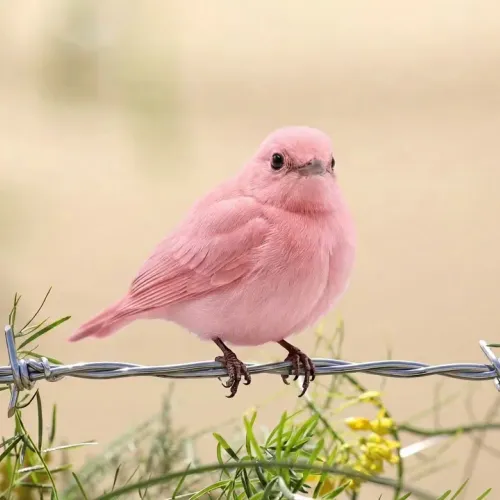 Birds Observations