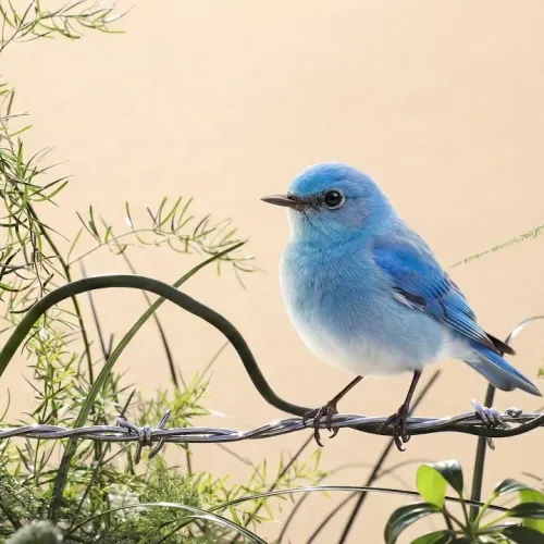 Birds Observations