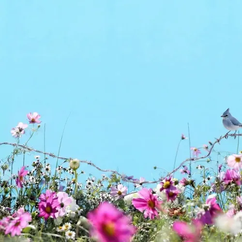 Birds Observations