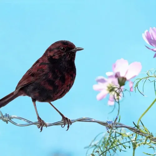 Birds Observations