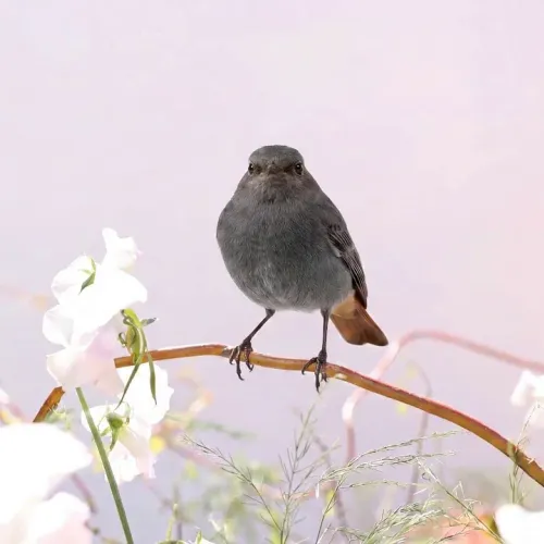 Birds Observations