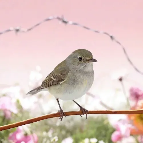 Birds Observations