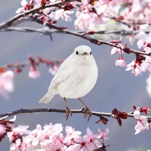 Birds Observations